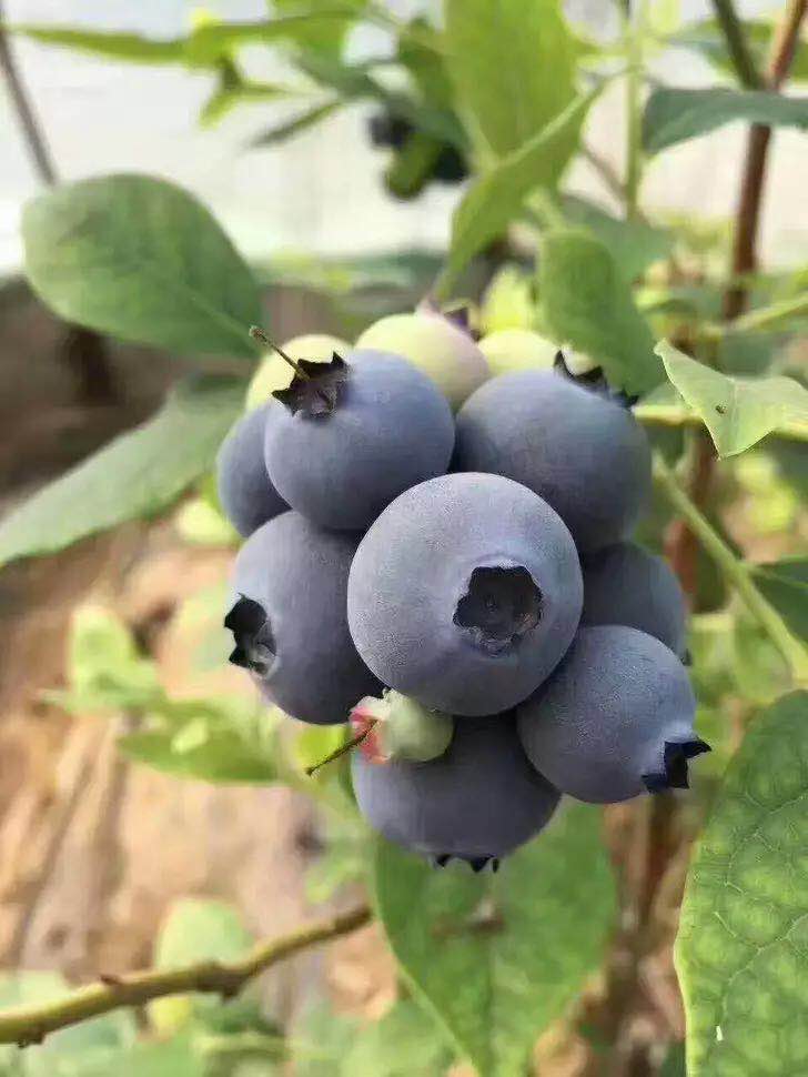 Cloud Zoom small image