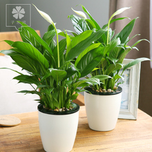 Cloud Zoom small image