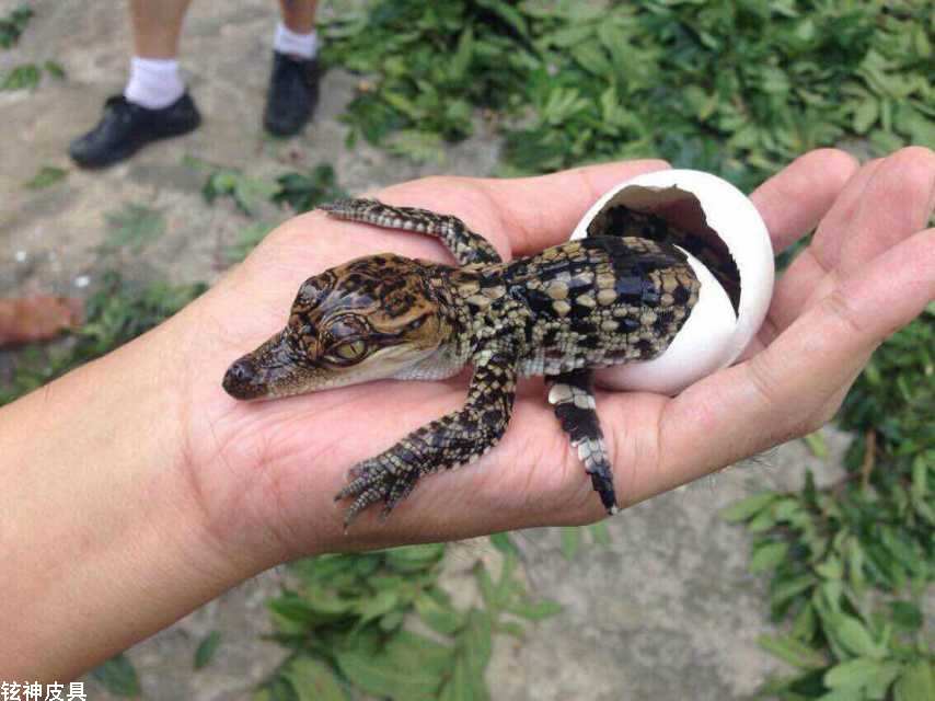 鳄鱼蛋人工如何孵化