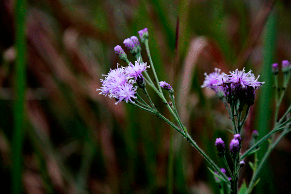 2017下期摄影班王昌碧学员作品