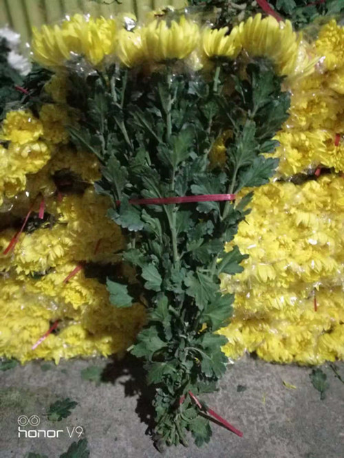 广州黄菊