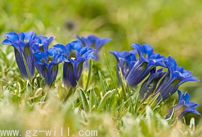 WE-SH-15(植物舒敏剂SGS)