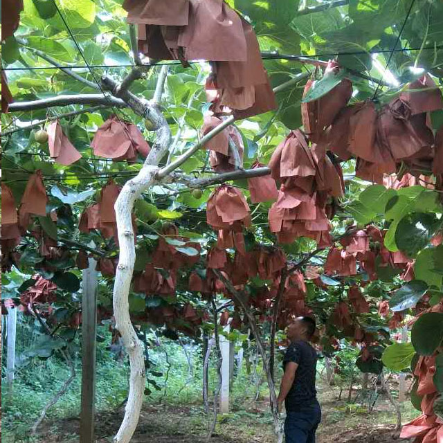 果子成熟的季节