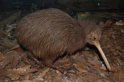 柳岸野生动物园