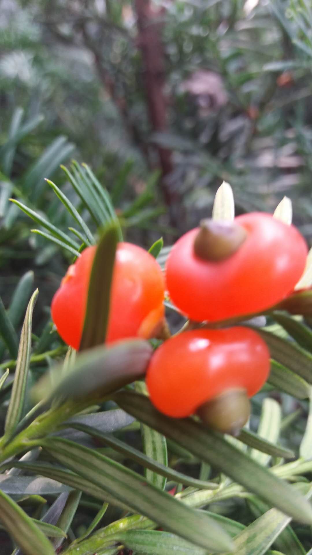 Cloud Zoom small image