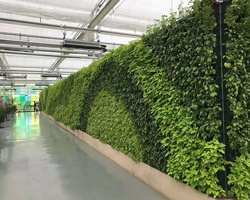 南京植物墙、南京绿植墙、南京垂直绿化公司哪家强