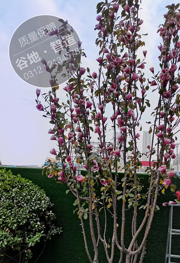 玉兰花