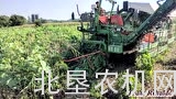 械化收获西红柿视频机