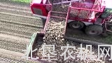 大农场收获甜菜1台收获机3台拖拉机