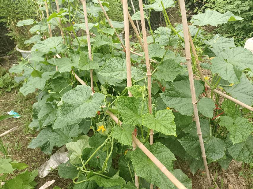 老苏服务日记2023年5月21日