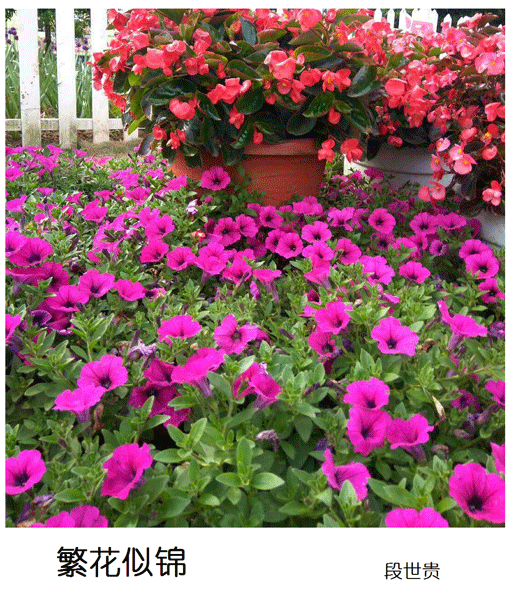 2019上期摄影班学员段世贵作品