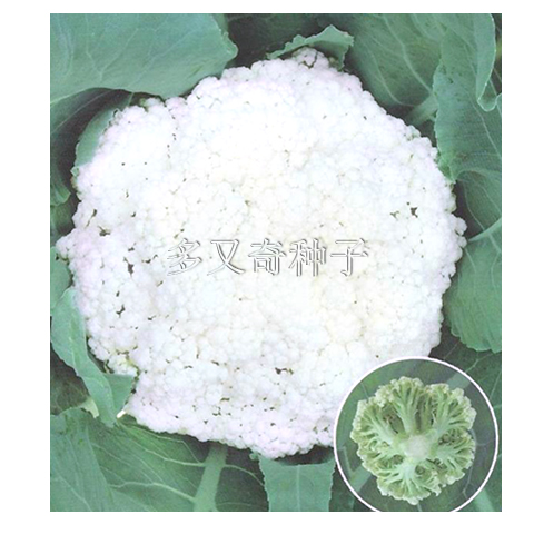 奇松50松花菜种子秋播散花菜白菜花种台湾青梗松花菜种子蔬菜籽 花椰菜种子 在线商城 多又奇种子网 奇松50松花菜种子秋播散花菜白菜花种台湾青梗松花菜种子蔬菜籽 花椰菜种子 在线商城 多又奇种子网