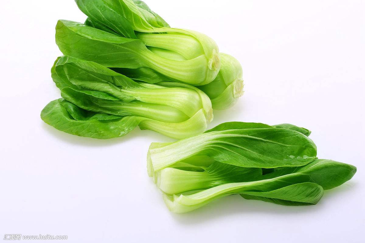 油菜批发-其他蔬菜批发-蔬菜批发合作-产品中心-寿光市贵山果蔬专业合