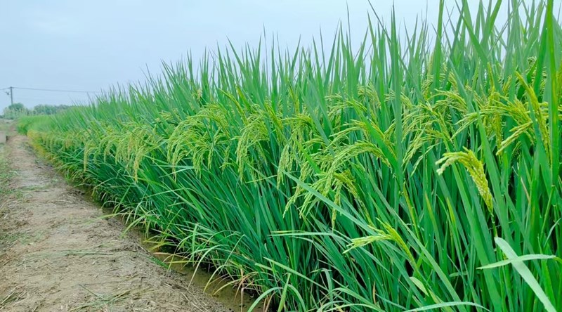 小岗蒸谷米 | 百亩稻花飘香，喜迎中秋佳节！（文末有惊喜）