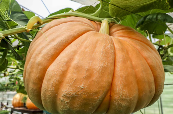 20250819155239_51996.png image.png