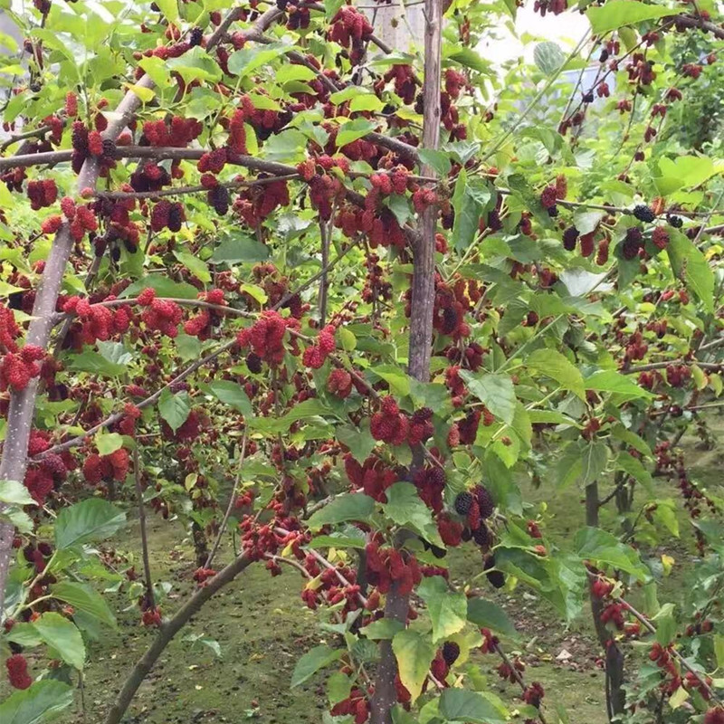 台湾四季果桑72c002