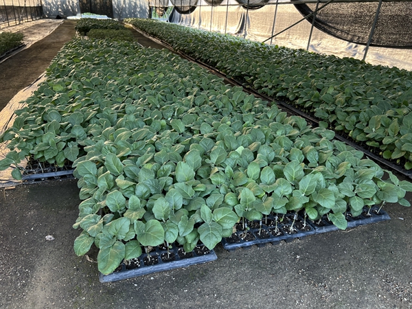 茄子种苗培育