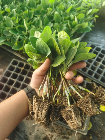 小苗就先开花，如何解决茄子嫁接苗生长不良问题？