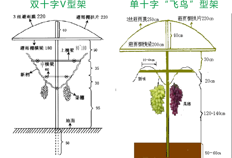 无公害设施葡萄栽培技术模式图