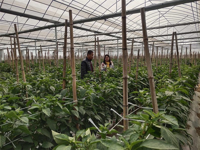 种植试验示范基地