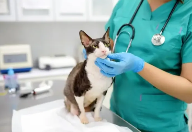 猫咪不明原因呕吐，知道真相后悔不已