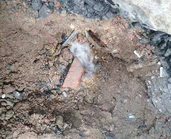 地下自来水管道漏水多久需要修复