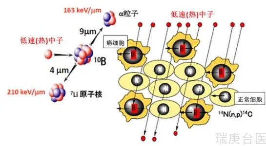 BNCT | 台湾水池式反应器BNCT研究2010年进入临床试验