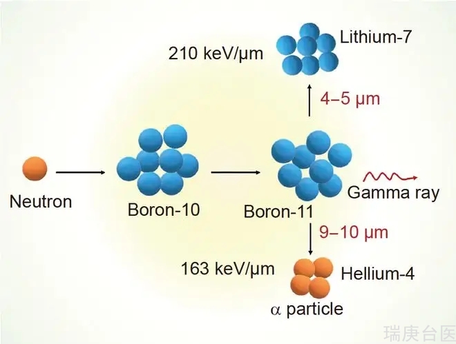 BNCT | 给癌症患者带来新治疗希望