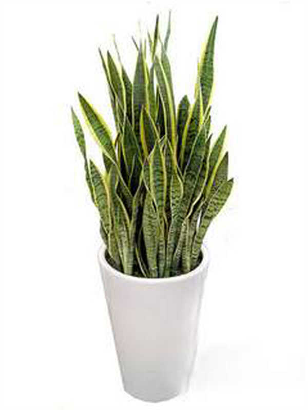 Cloud Zoom small image