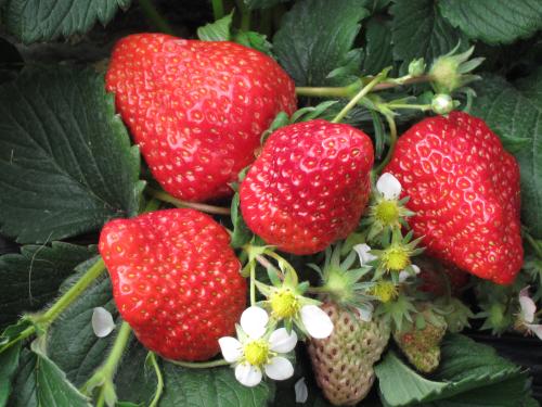 周末踏青好去处,草莓采摘新体验!