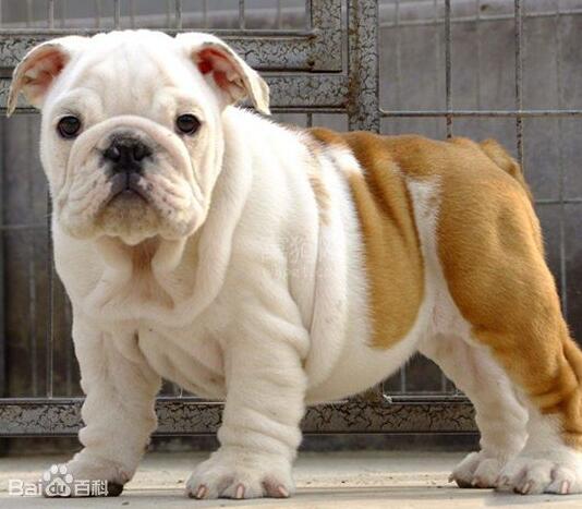 英国斗牛犬