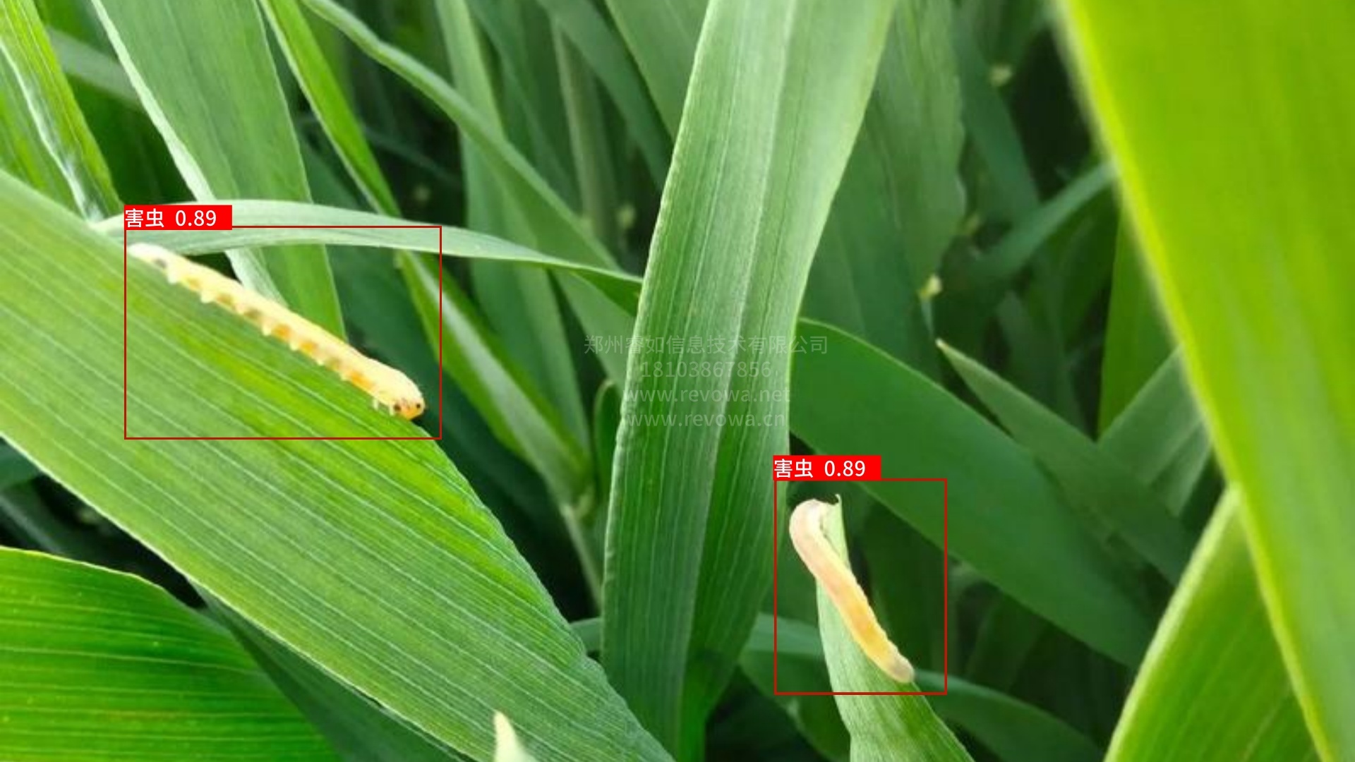 农业病虫害识别